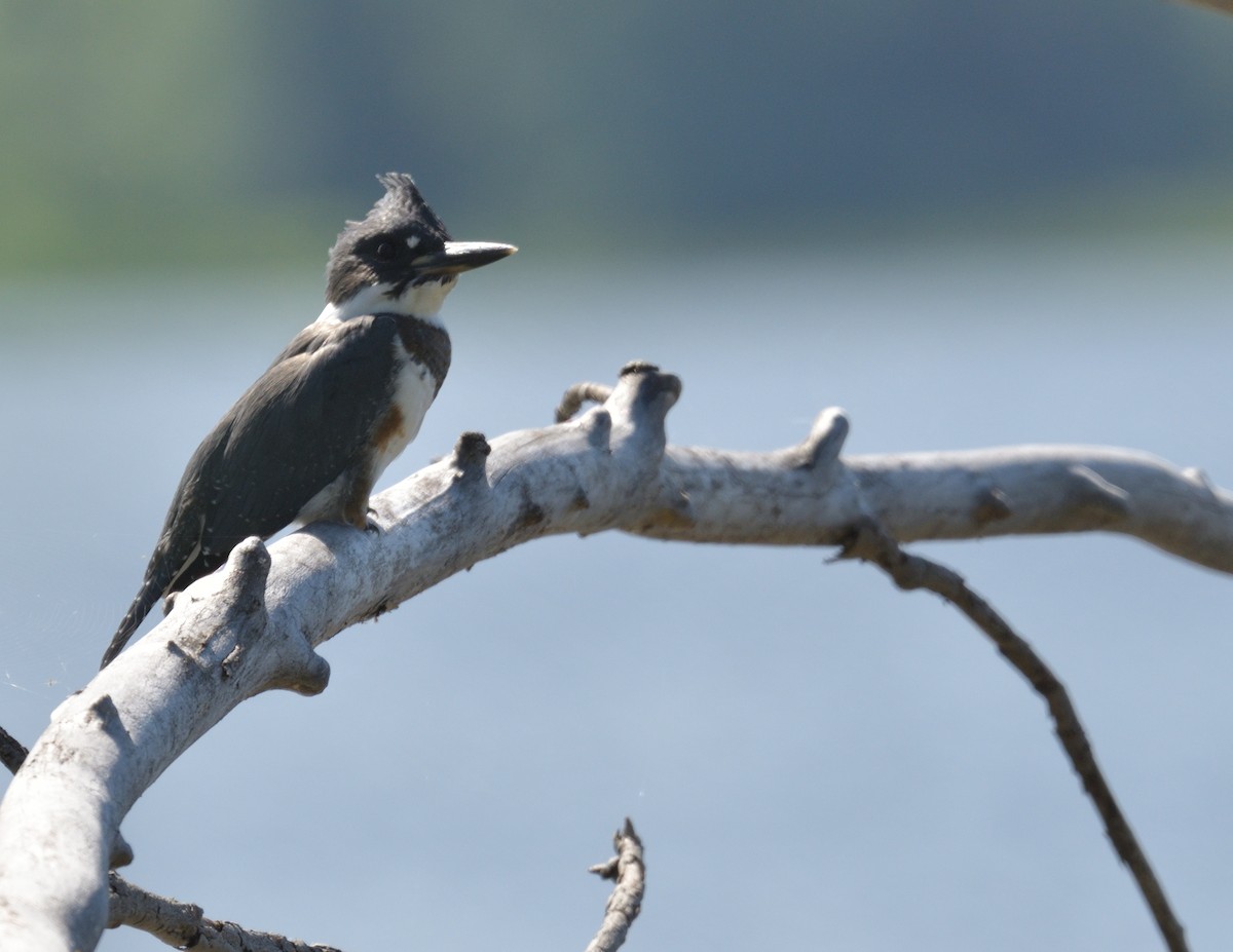 Belted Kingfisher - ML596548031