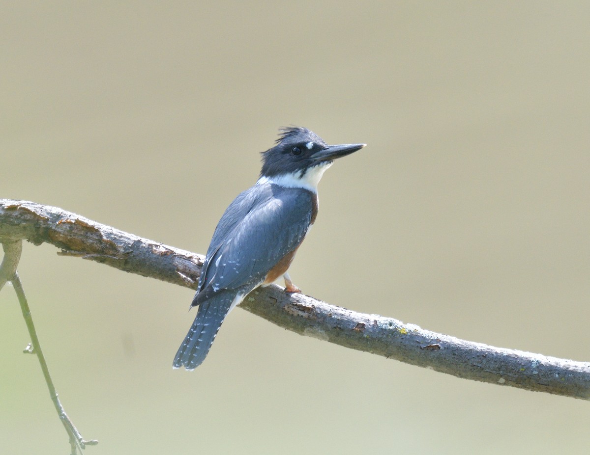 Belted Kingfisher - ML596548061