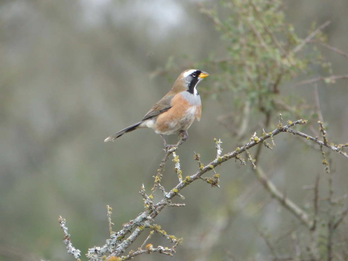 Many-colored Chaco Finch - ML596549051