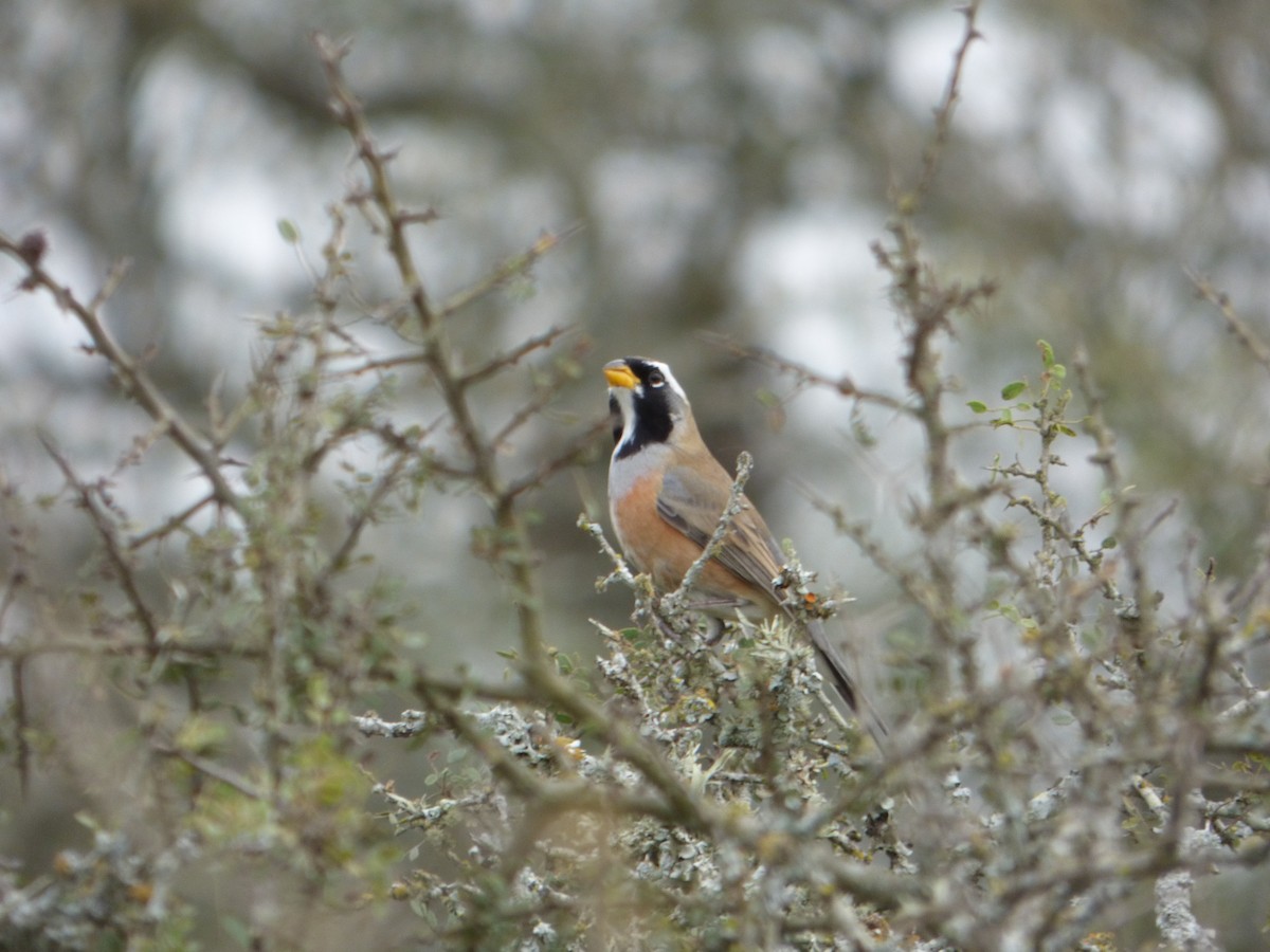Many-colored Chaco Finch - ML596549061