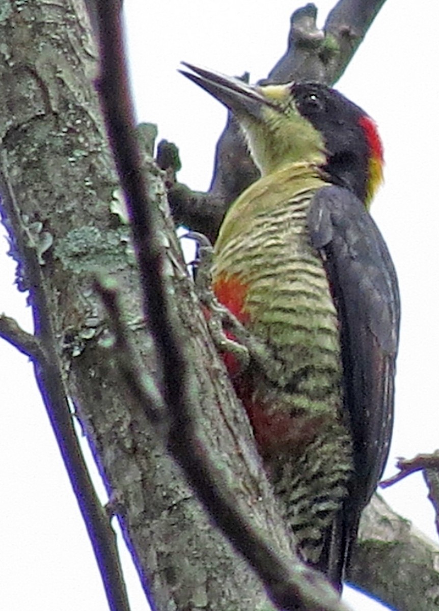 Beautiful Woodpecker - ML596550431