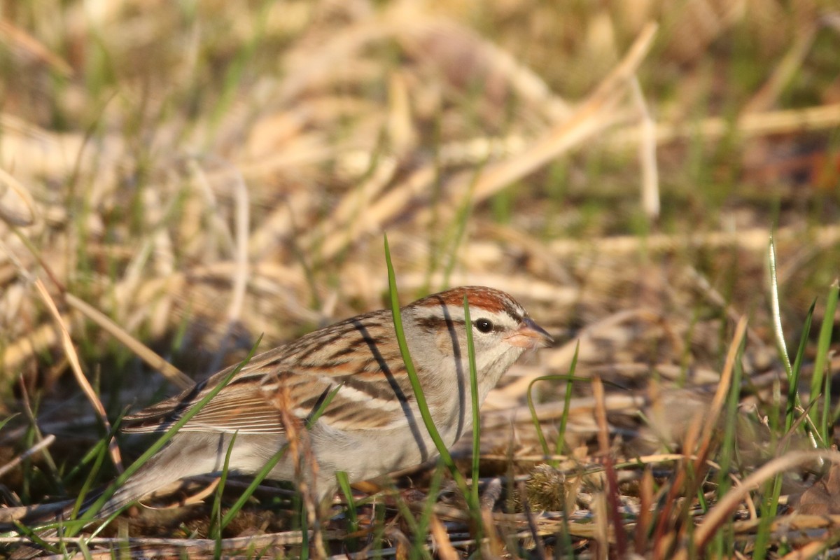 Chipping Sparrow - ML596552351