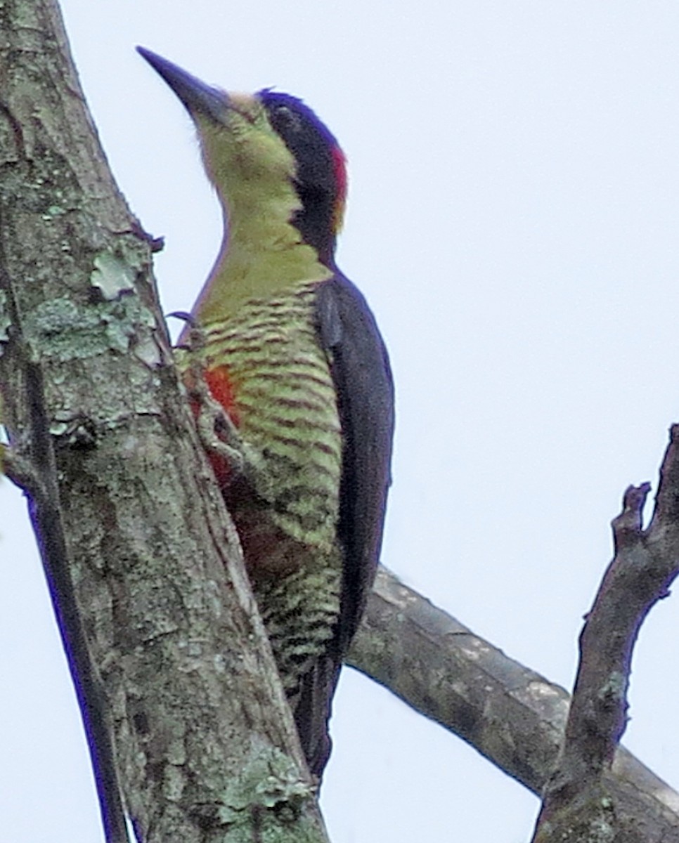 Beautiful Woodpecker - ML596553021