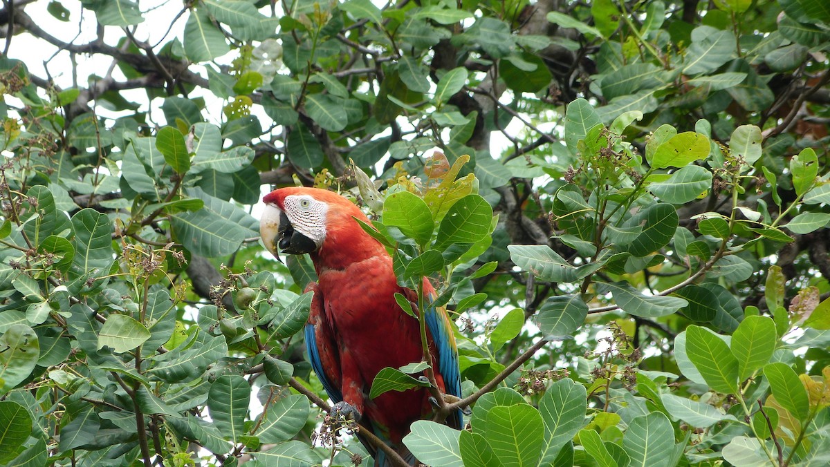 Scarlet Macaw - Jean Sira