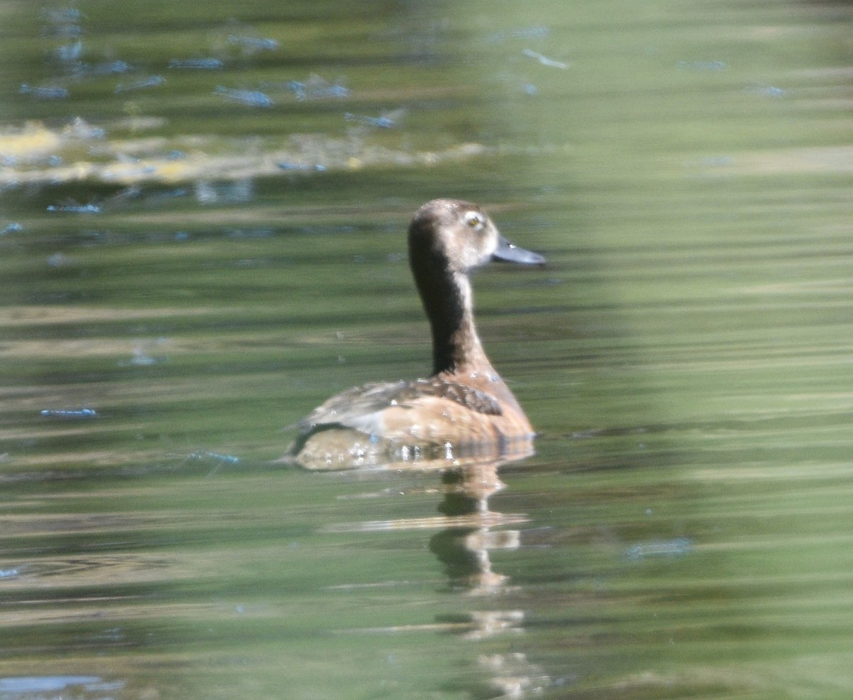 Ring-necked Duck - ML596555271