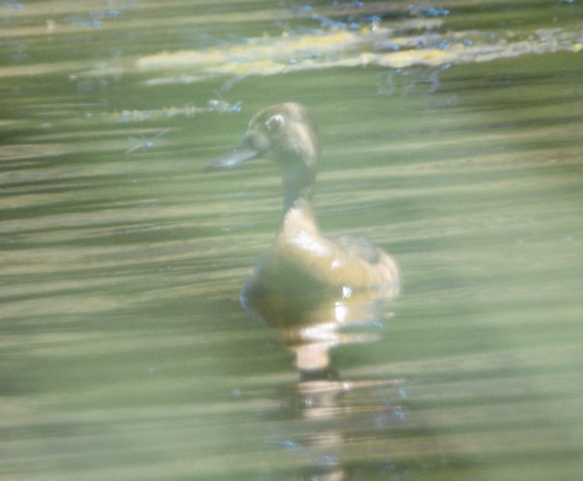 Ring-necked Duck - ML596555311