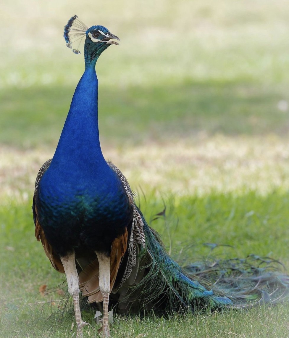 Indian Peafowl (Domestic type) - ML596556821