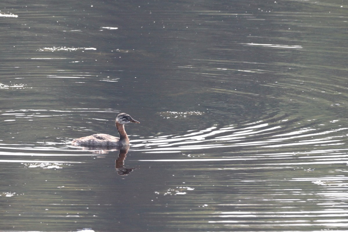 Red-necked Grebe - ML596560631