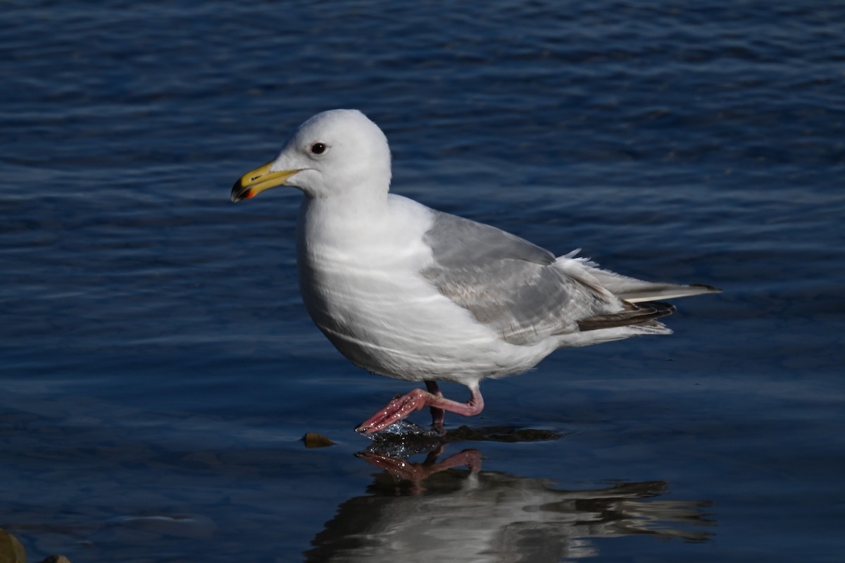 Iceland Gull (Thayer's) - ML596561271