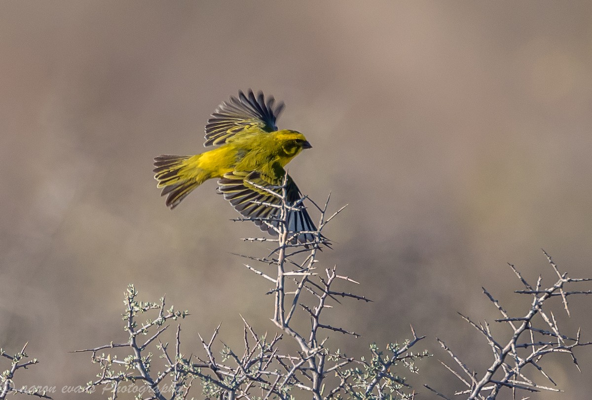 Yellow Canary - ML59656151