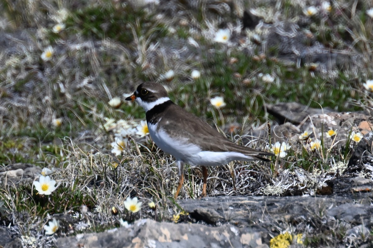 Semipalmated Plover - ML596561991