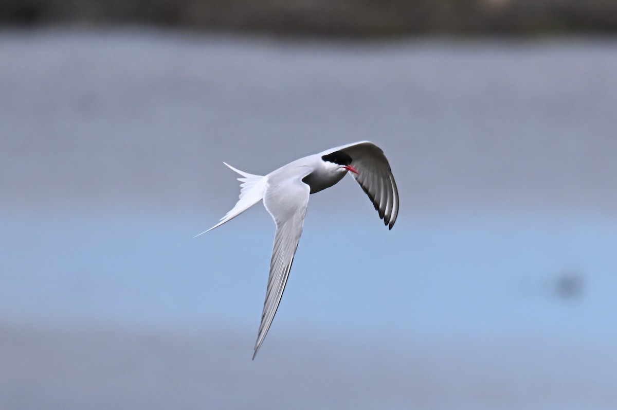 Arctic Tern - ML596562011