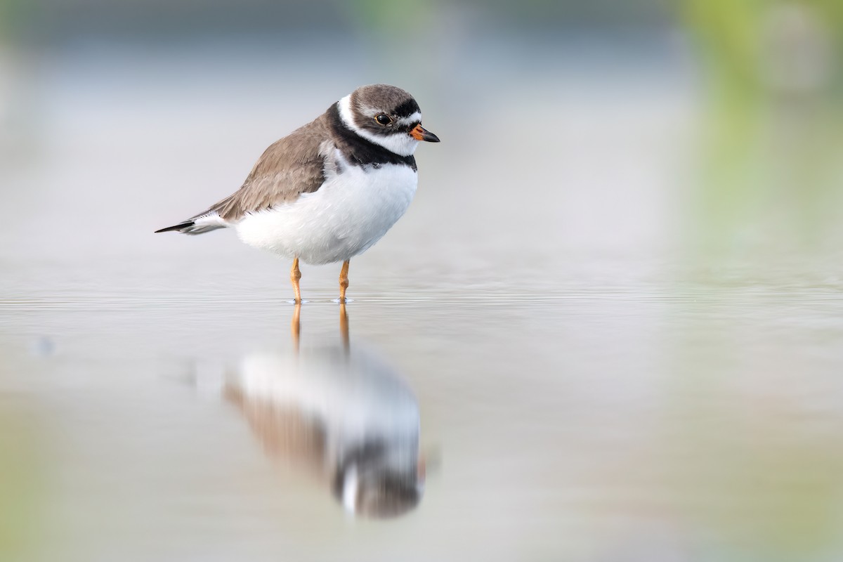 Semipalmated Plover - ML596563641