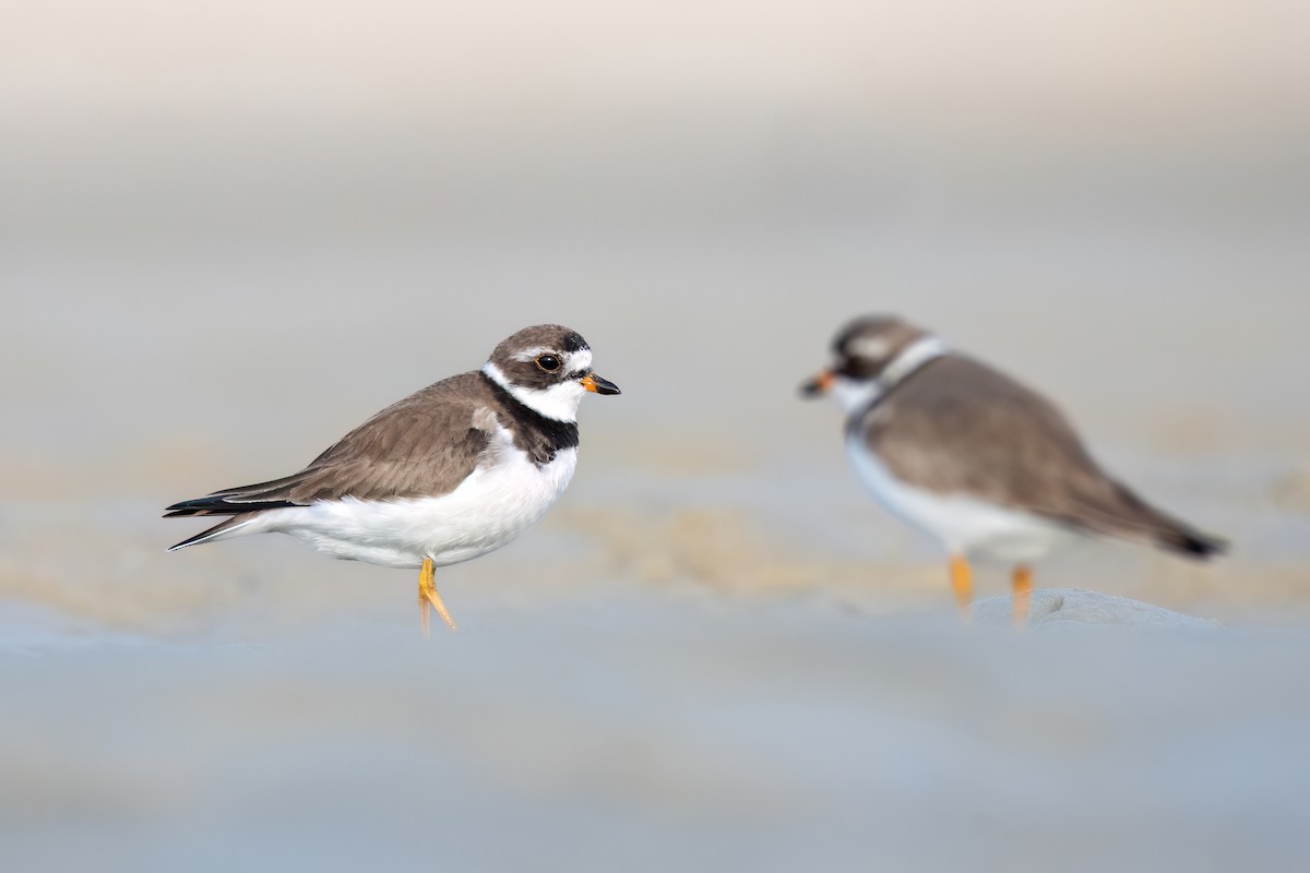 Semipalmated Plover - ML596563671