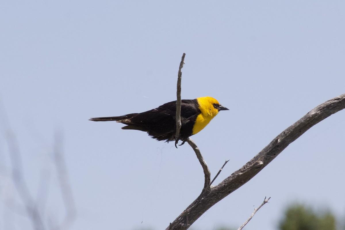 Yellow-headed Blackbird - ML596565051