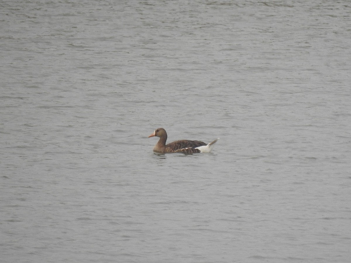Greater White-fronted Goose - ML596569471