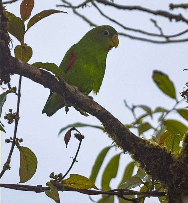 Red-fronted Parrotlet - ML596571571