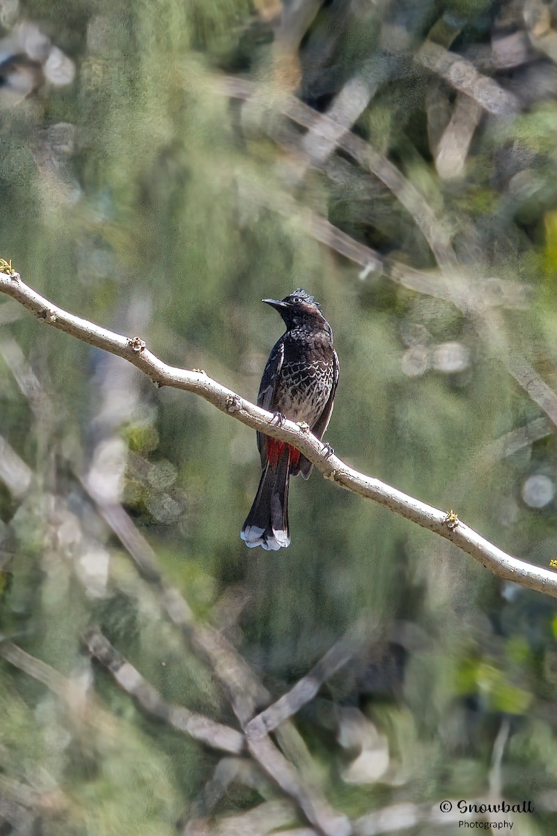 Red-vented Bulbul - ML596575331