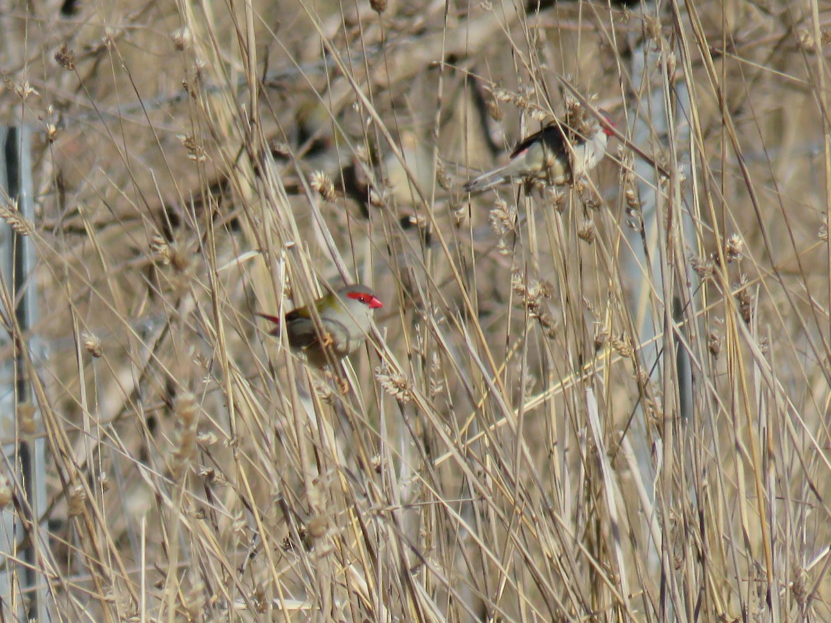 Red-browed Firetail - ML596578961