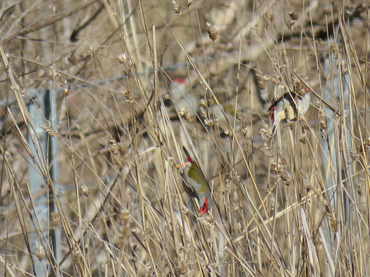 Red-browed Firetail - ML596578971