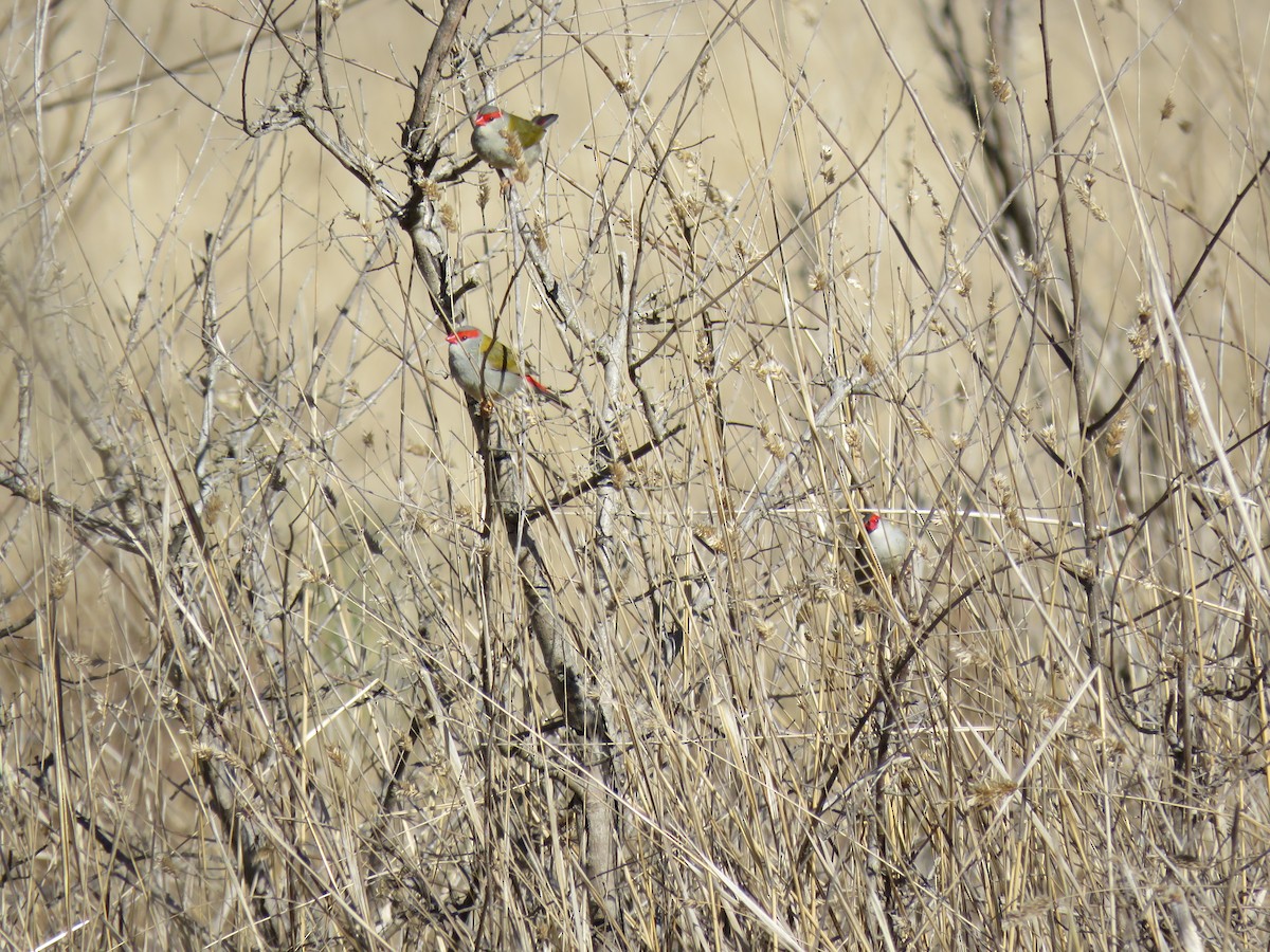 Red-browed Firetail - ML596579061