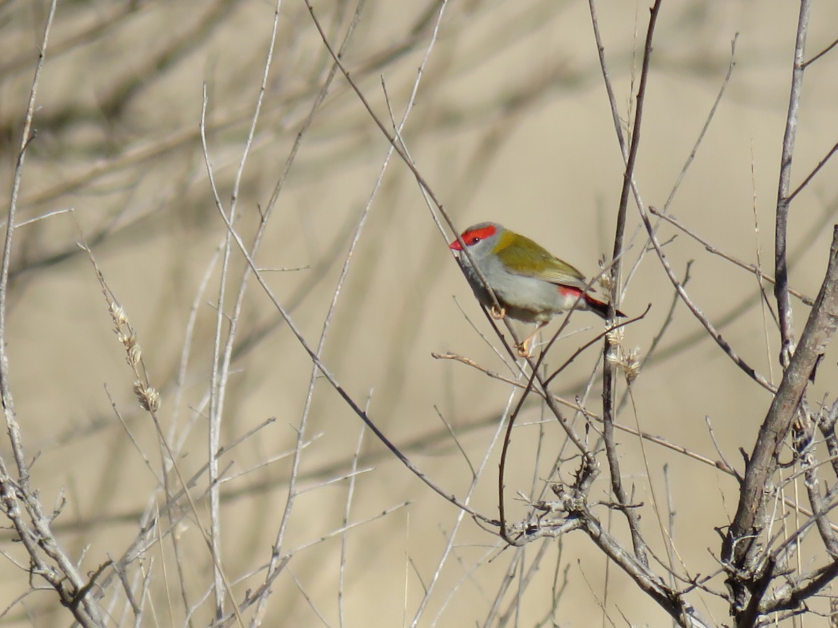Red-browed Firetail - ML596579191