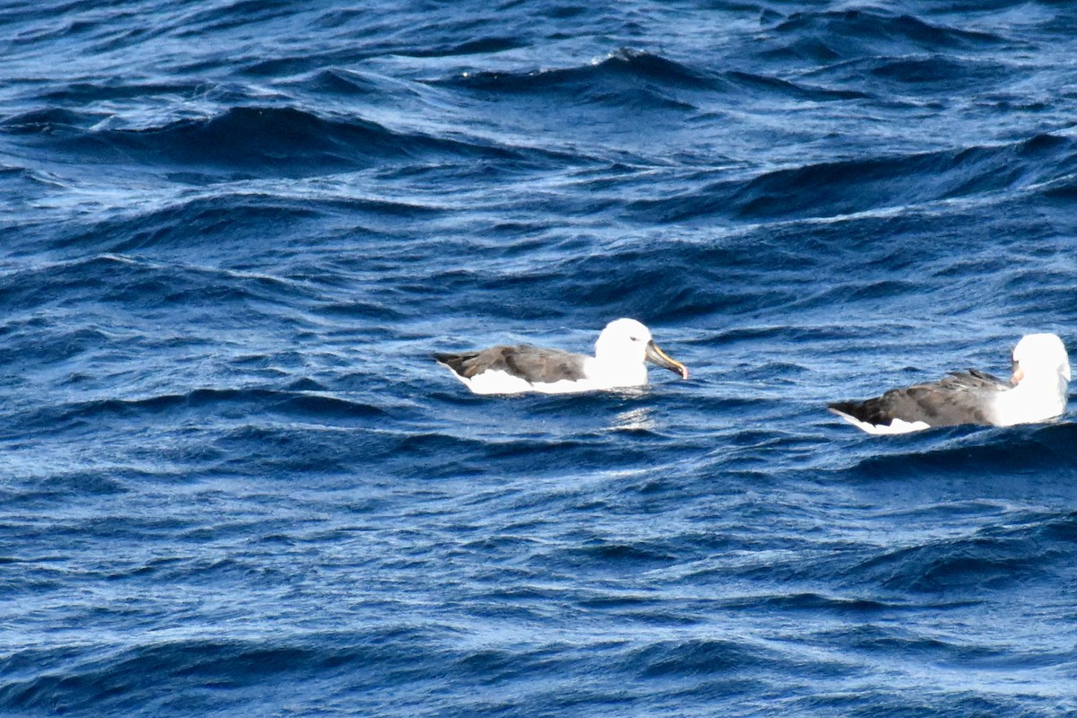 Indian Yellow-nosed Albatross - ML596583761