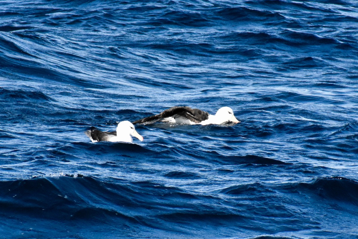 Black-browed Albatross (Black-browed) - ML596584051