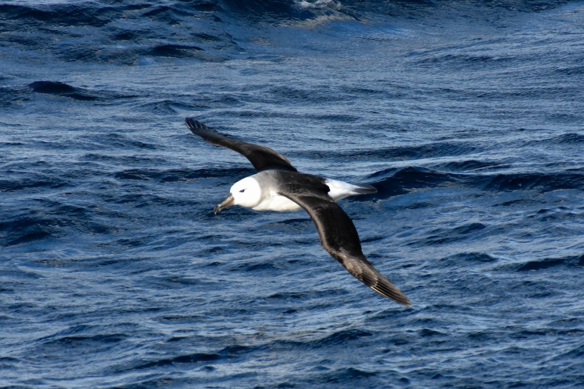 Black-browed Albatross (Black-browed) - ML596584071