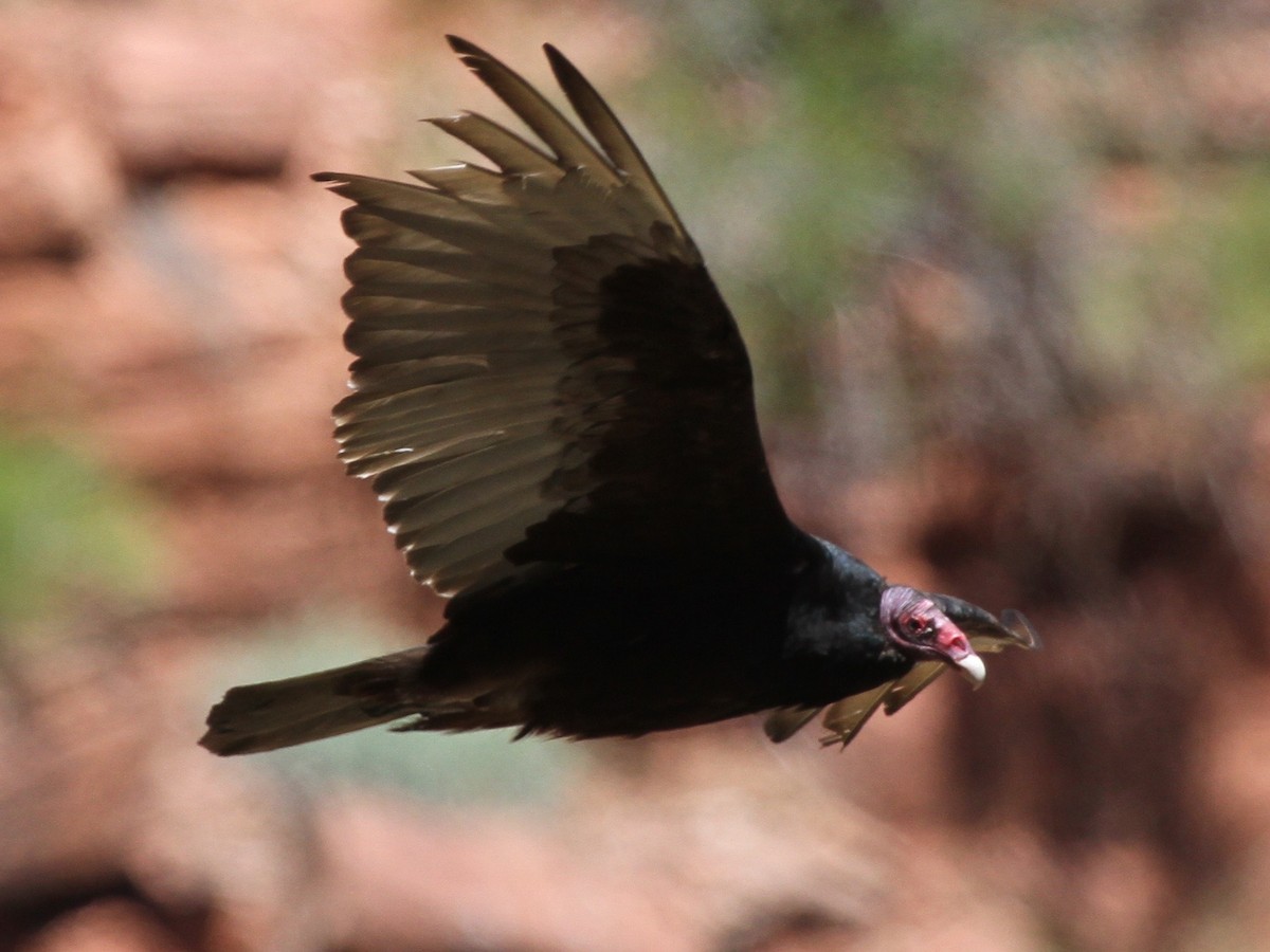 Turkey Vulture - Marshall Weber