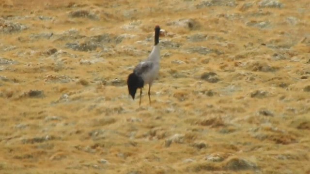 Black-necked Crane - ML596586691