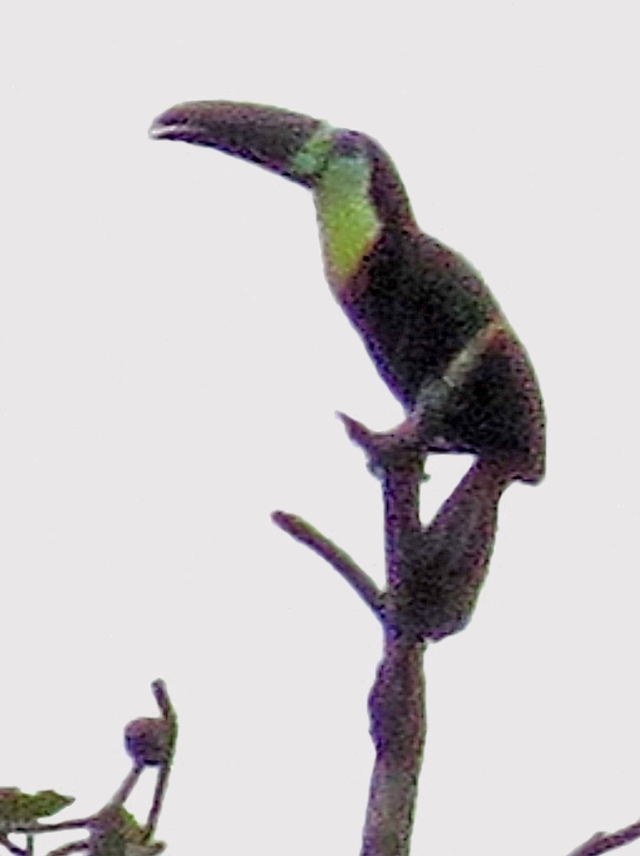 Channel-billed Toucan (Citron-throated) - ML596588361