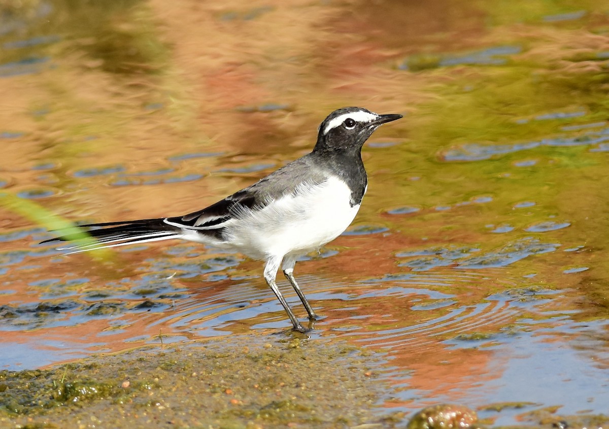 White-browed Wagtail - ML596591441