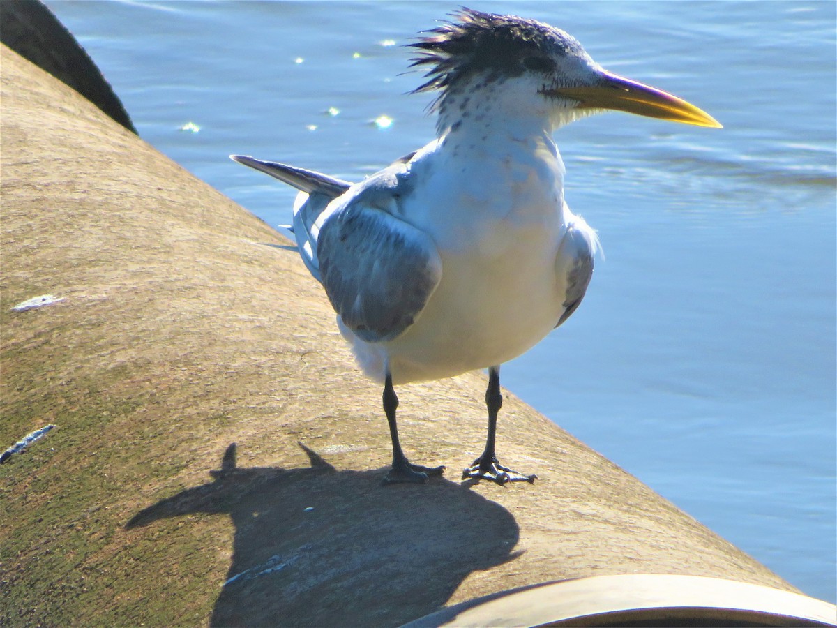 Great Crested Tern - ML596591551