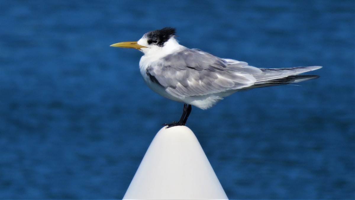 Great Crested Tern - ML596591581
