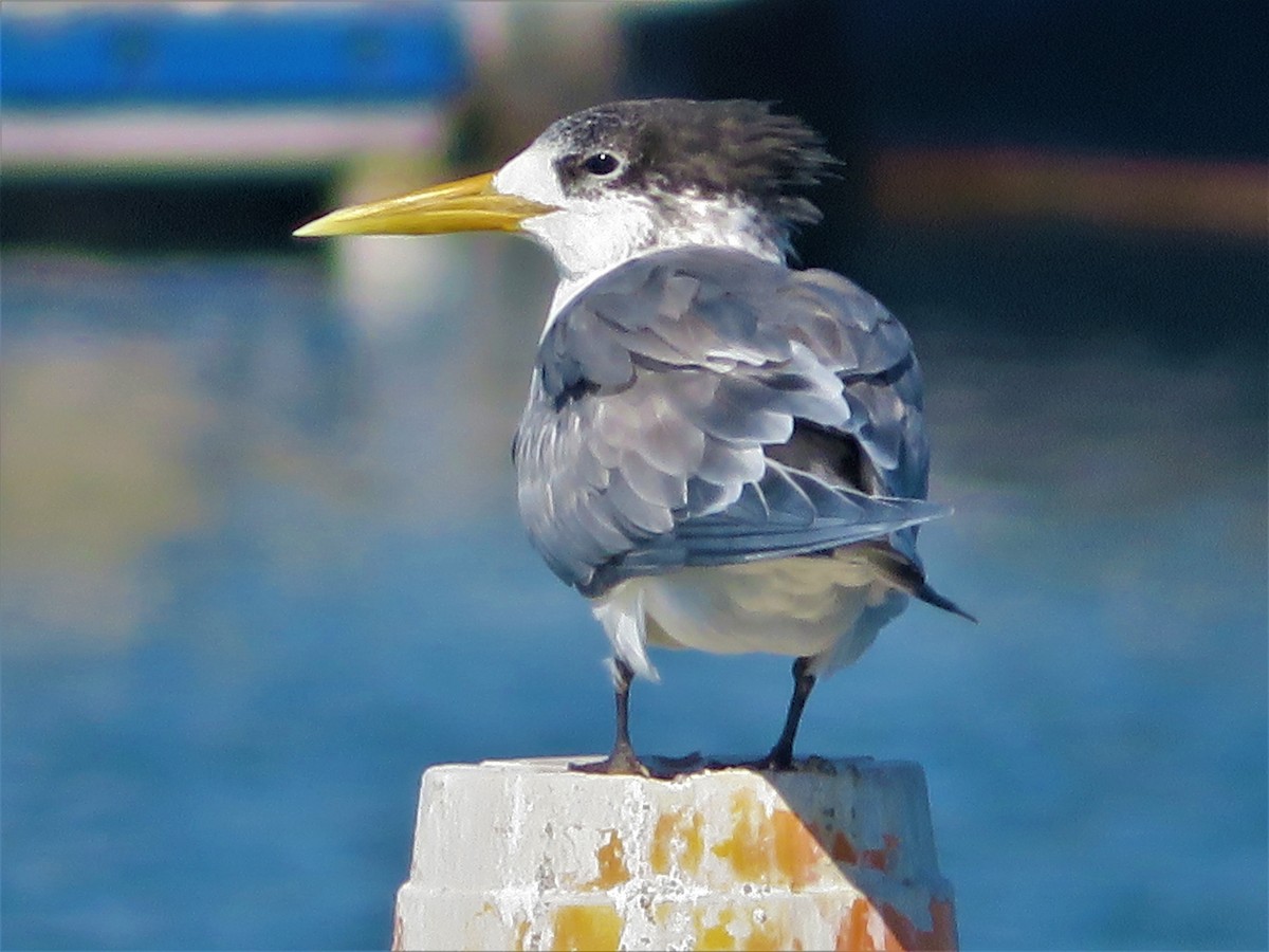 Great Crested Tern - ML596591591
