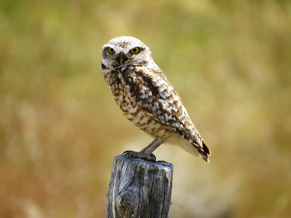 Burrowing Owl - Isaac  Denzer
