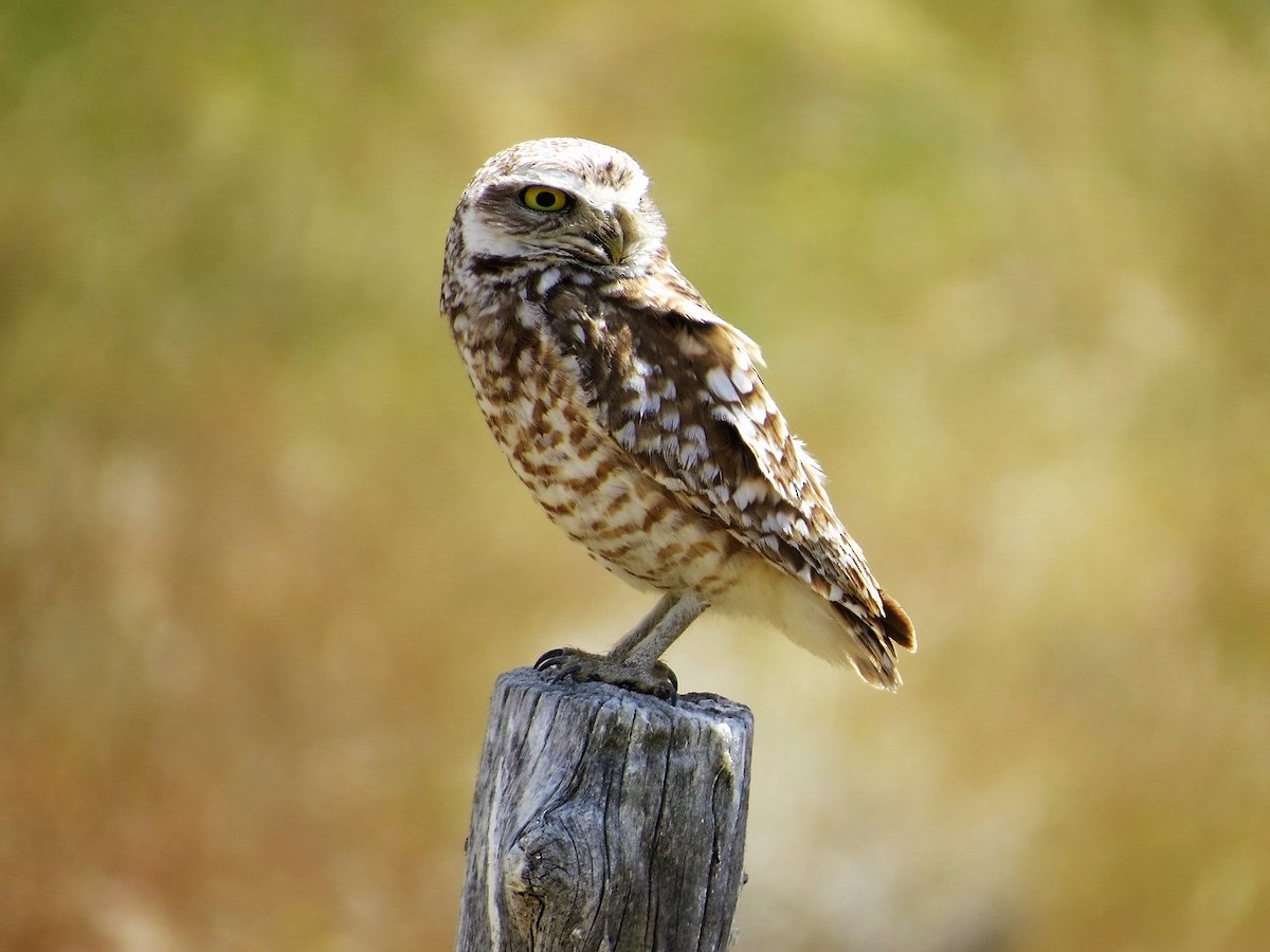 Burrowing Owl - ML59659261