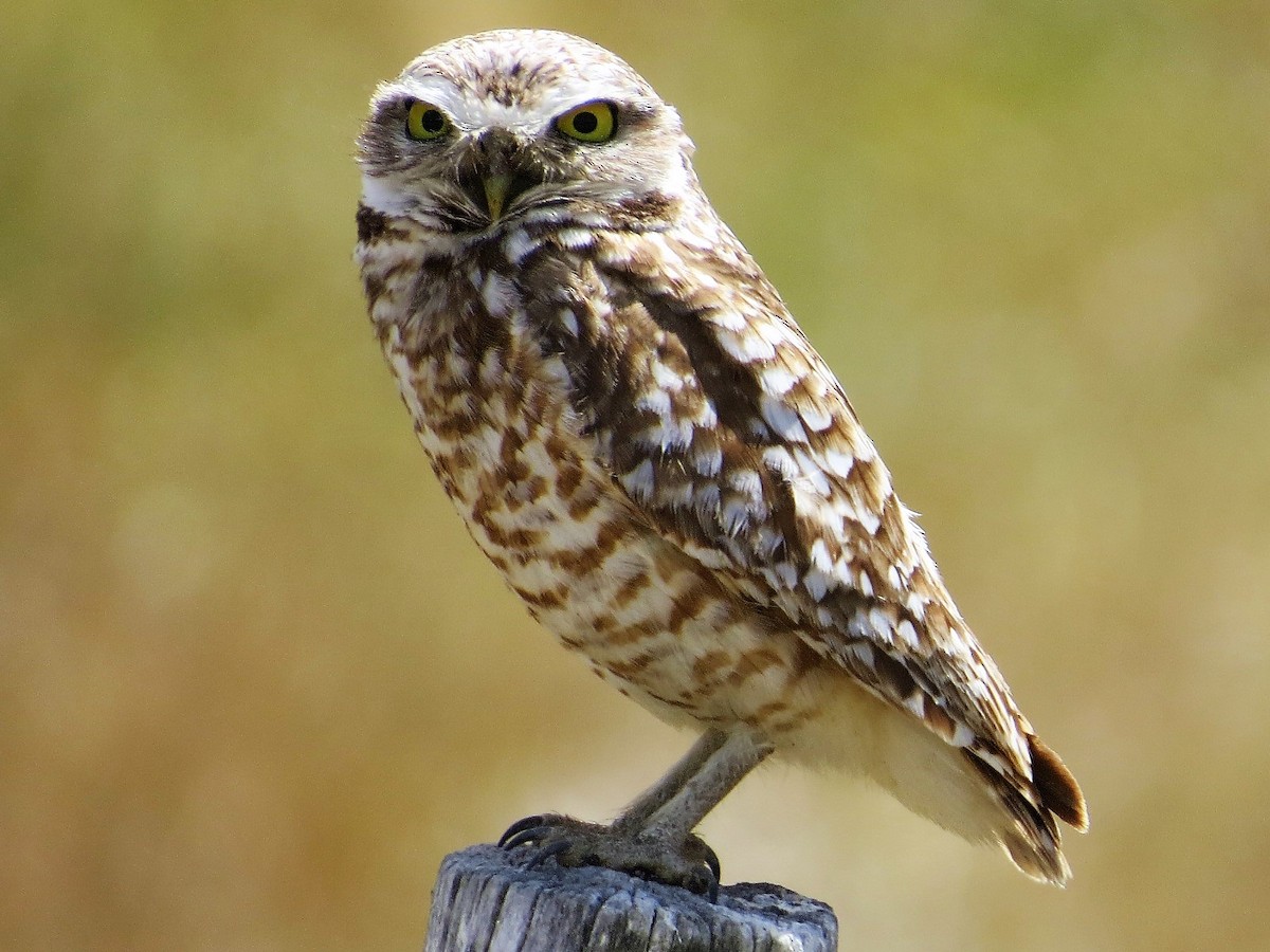Burrowing Owl - Isaac  Denzer