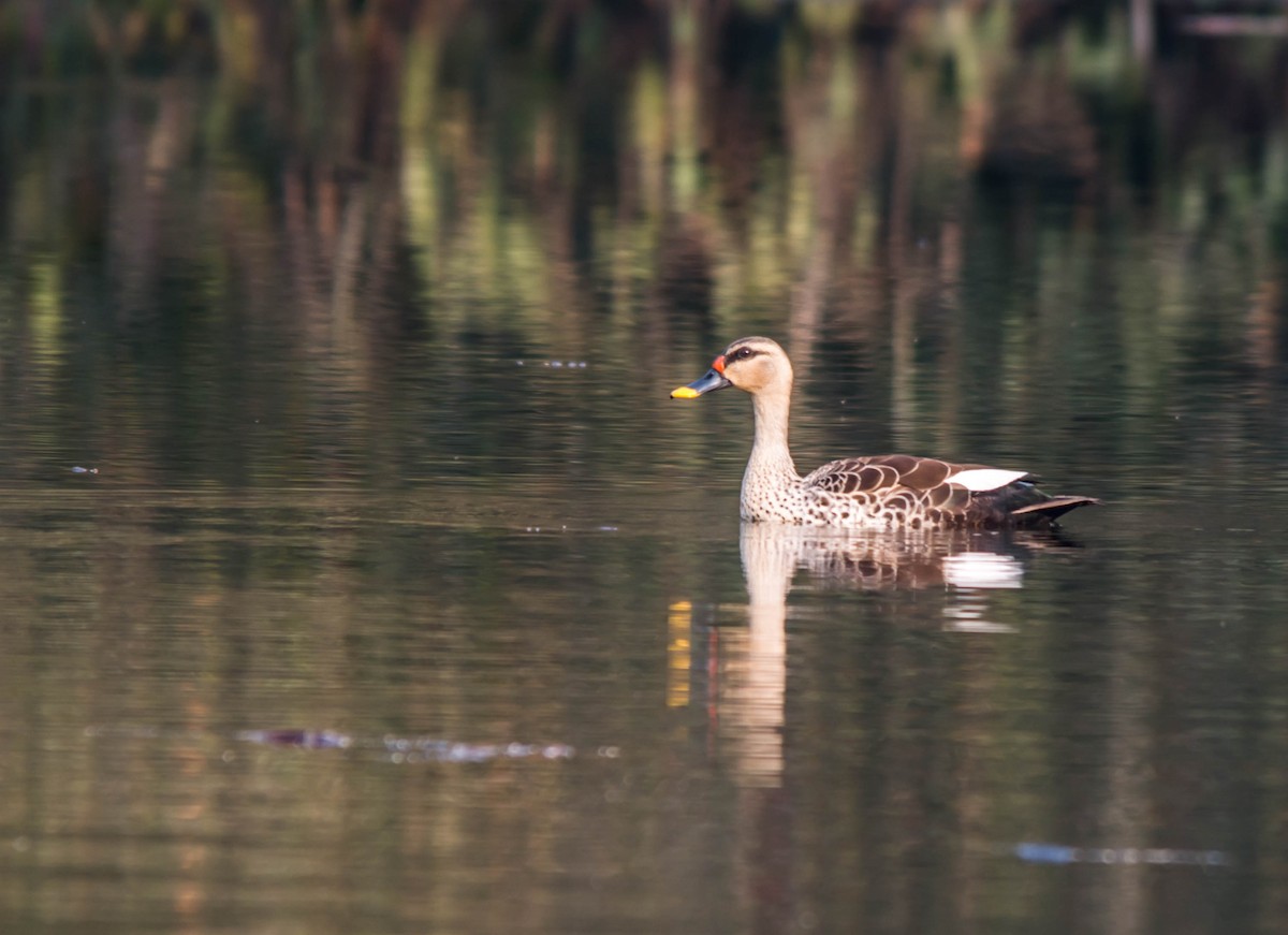 Indian Spot-billed Duck - ML596596371