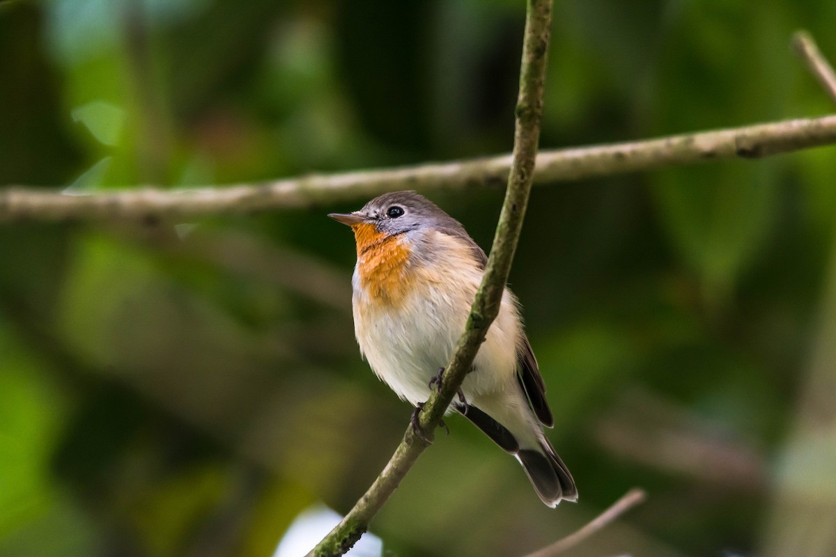 Red-breasted Flycatcher - ML596596701