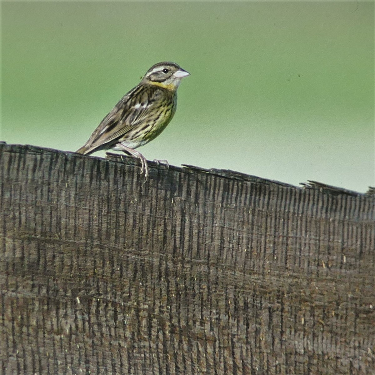Yellow-breasted Bunting - ML596599411