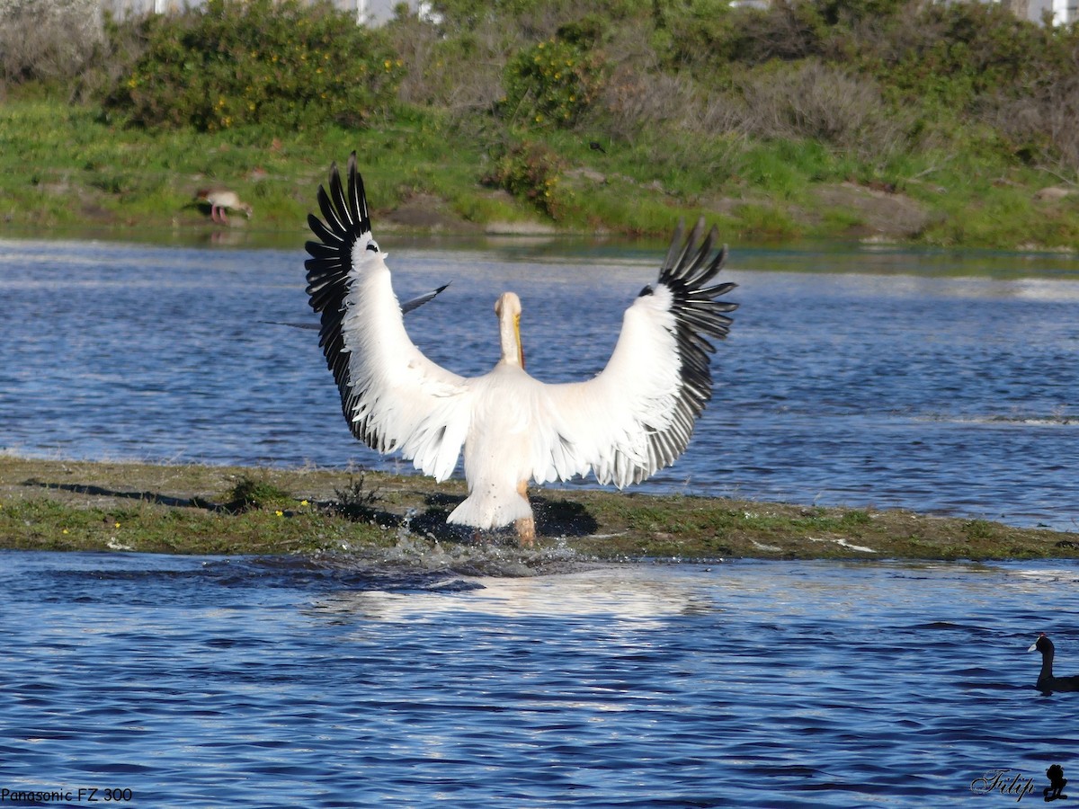 Great White Pelican - Gareth Parkes