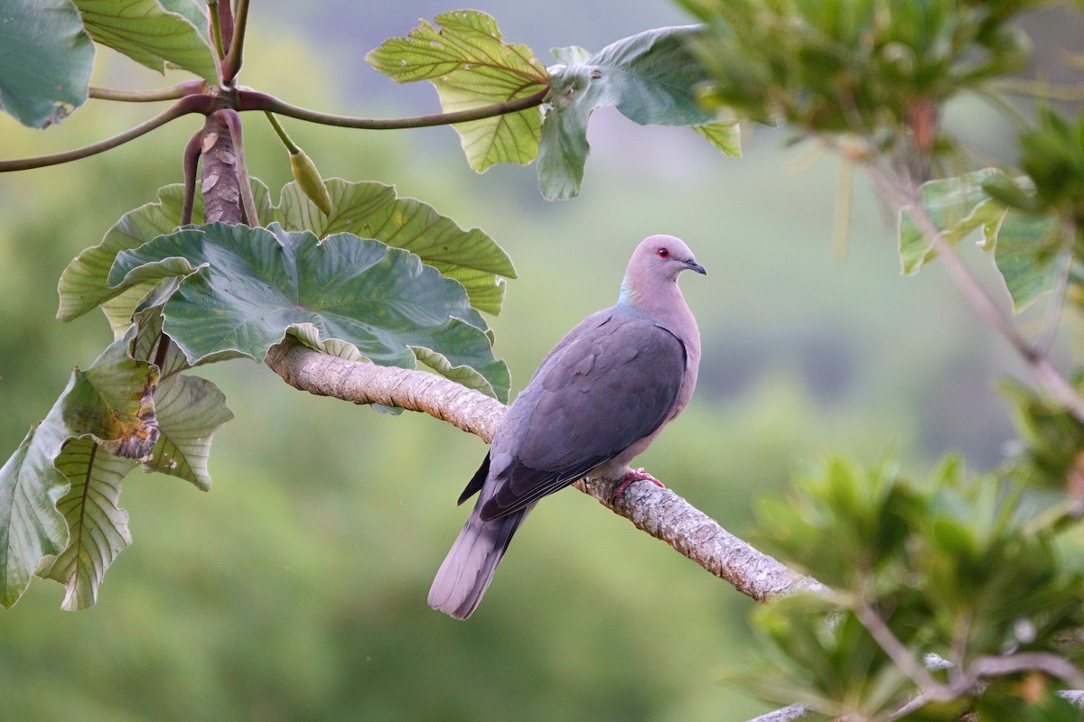 Ring-tailed Pigeon - ML596600841