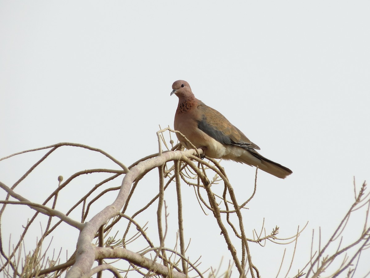Laughing Dove - ML596608181