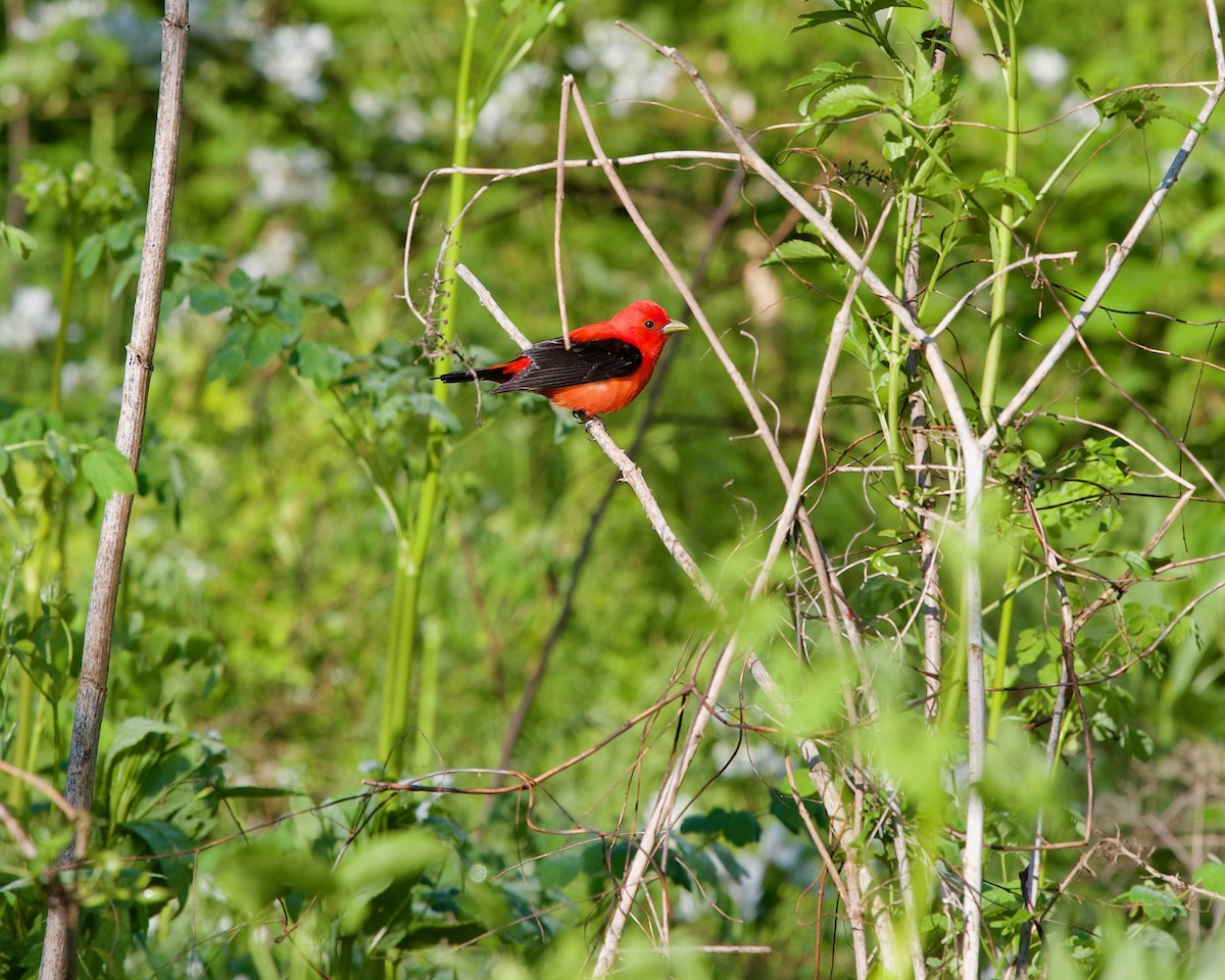 Scarlet Tanager - ML596608221
