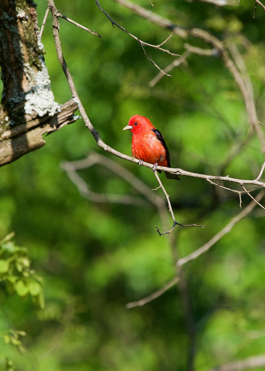 Scarlet Tanager - ML596608231