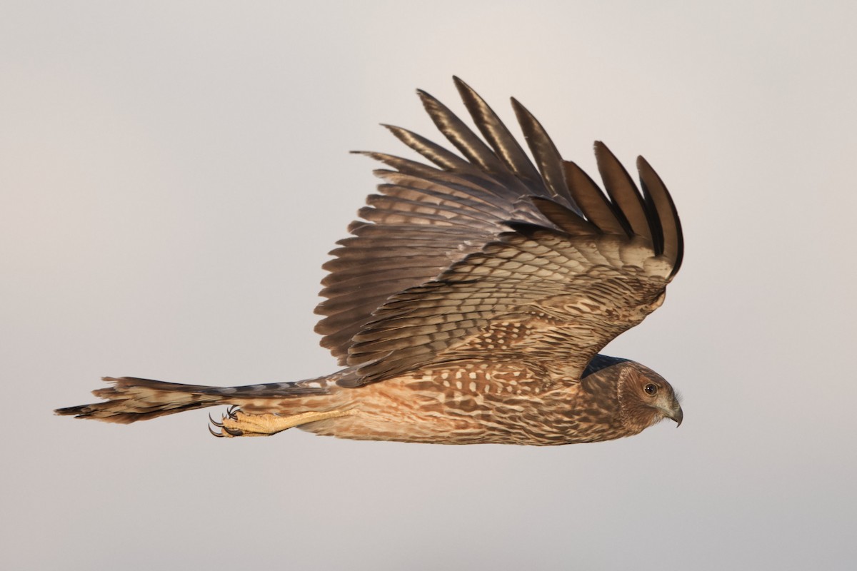 Spotted Harrier - ML596611411