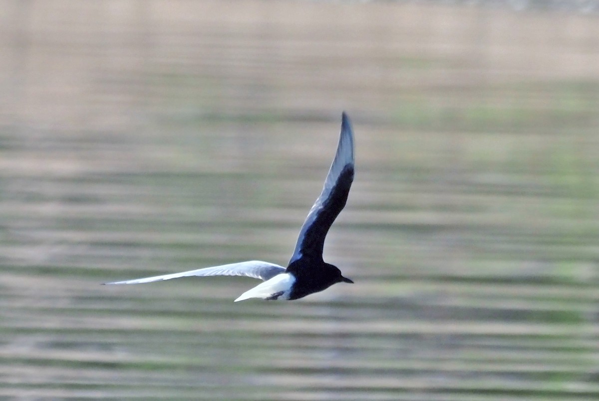 White-winged Tern - ML596612991