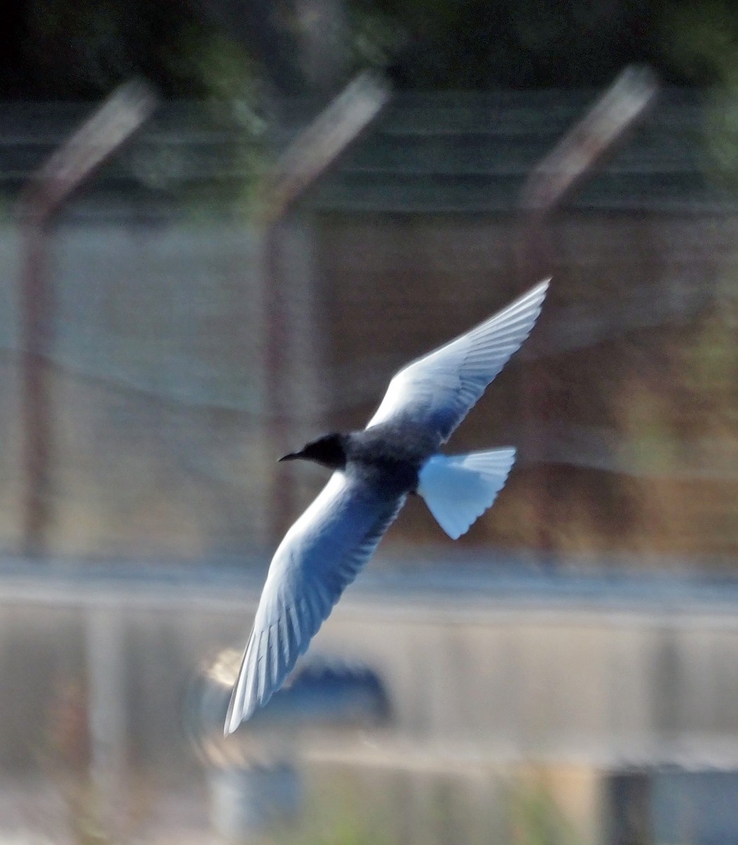 White-winged Tern - Steve Law